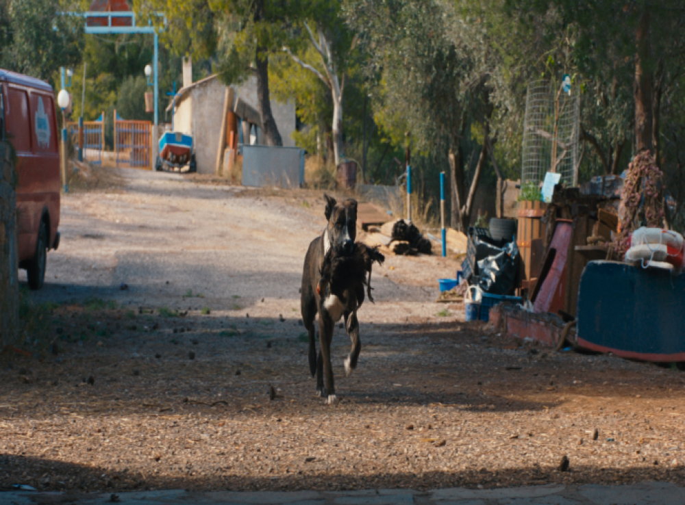 VISTA |Festivāls Lācis,lauva un zars