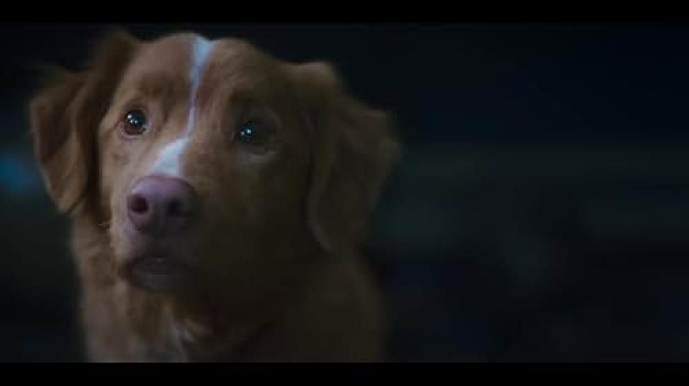 Labs suns